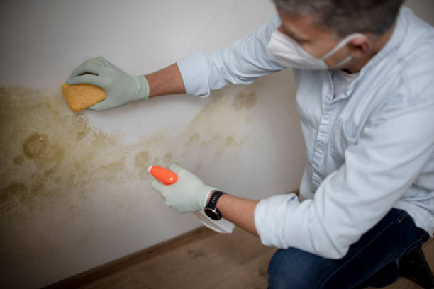 Best Certified Mold Removal  in Marianna, FL