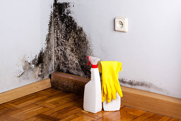 Best Mold Testing and Removal  in Marianna, FL